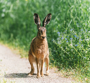 Portrait of rabbit on field