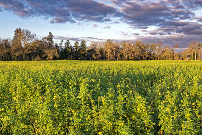 Scenic view of oilseed rape field against sky