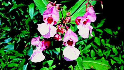 Close-up of pink flowers