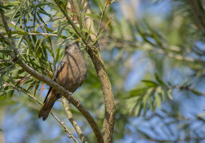 Low angle view of bird perching on tree