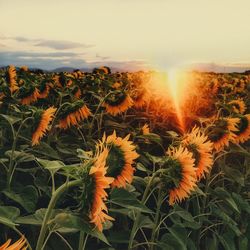 Plants growing on field