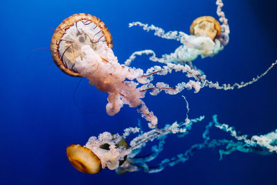 Jellyfishes swimming in sea