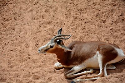 High angle view of gazelle on field