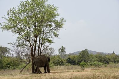 Tired indian elephant standing alone below the shadow of tree trunk. elephant in forest.