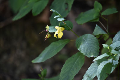 Close-up of white flowering plant