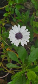 Close-up of white flowering plant