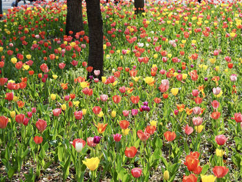 Red tulip flowers in garden