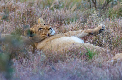 View of a cat relaxing on land