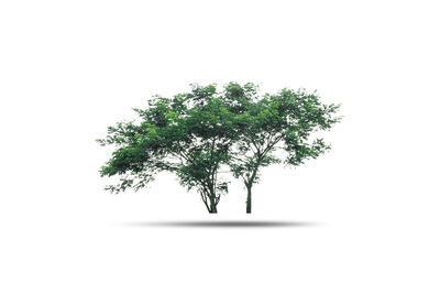 Close-up of tree against white background