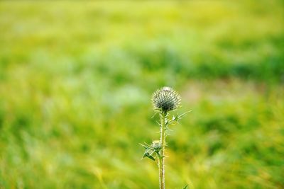 Close-up of dandelion on field