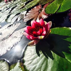 Lotus water lily in pond