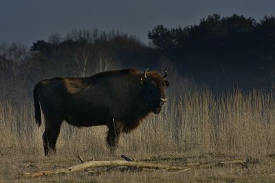 Horse on field against sky