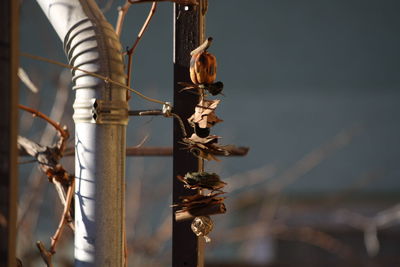 Close-up of dry leaves by metal pipe