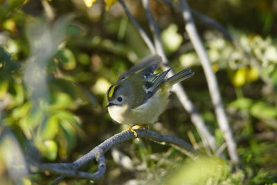 Close-up of bird perching on branch