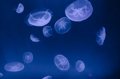 Jellyfish in sea