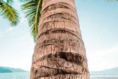 Panoramic shot of palm tree by sea against sky