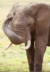 Close-up of elephant on field