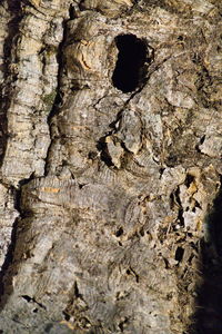 Full frame shot of tree trunk