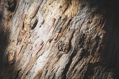 Full frame shot of tree trunk