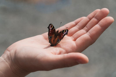 Caucasian hand holding peacock butterfly with spreaded wings