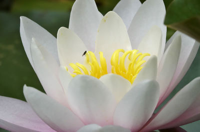 Close-up of white lotus