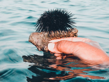 Midsection of person holding sea