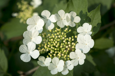 Close-up of white flowering plant