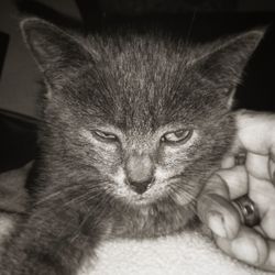 Close-up portrait of cat relaxing