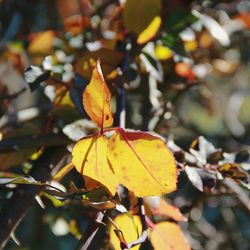 Close-up of leaves on tree trunk