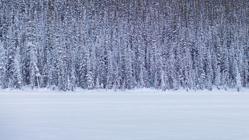 Trees on snow covered field
