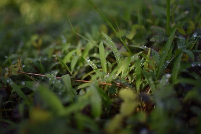 Close-up of fresh green plants on field