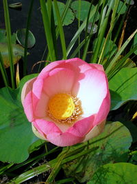 Close-up of pink crocus flower