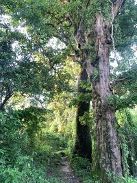 Trail amidst trees in forest