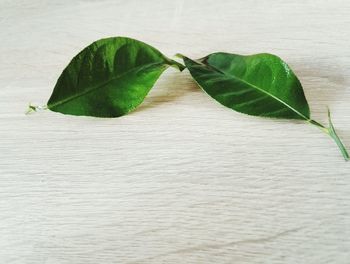 Close-up of leaf