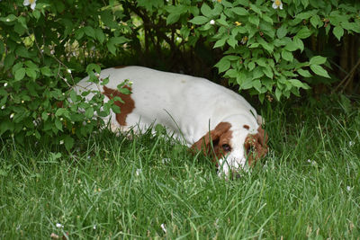 Dog on grass