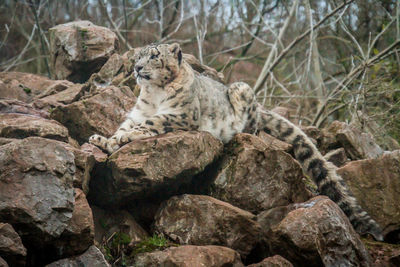 View of a cat resting on rock