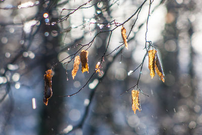 Close-up of snow on tree during winter