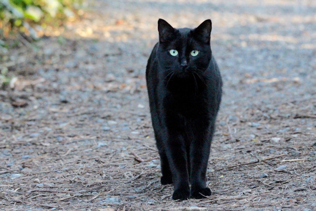 PORTRAIT OF BLACK CAT ON DIRT ROAD