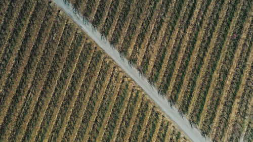 Aerial panorama of country road cutting through vast peach tree orchard in spring