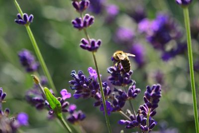 Close-up of bee pollinating on purple flowering plants