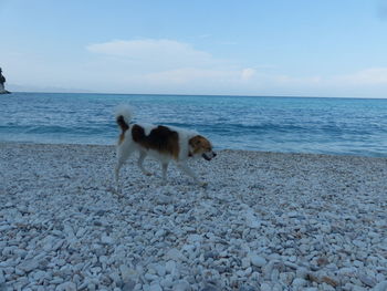 Dog on beach against sky