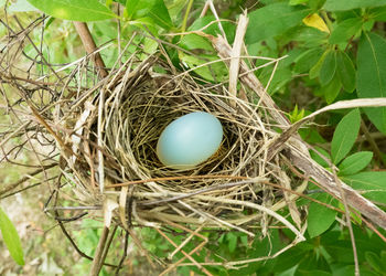 High angle view of bird in nest