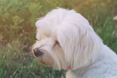 Close-up of dog on grassy field