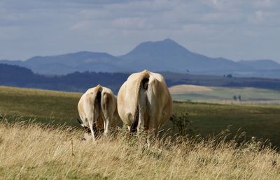 Horse grazing in a field