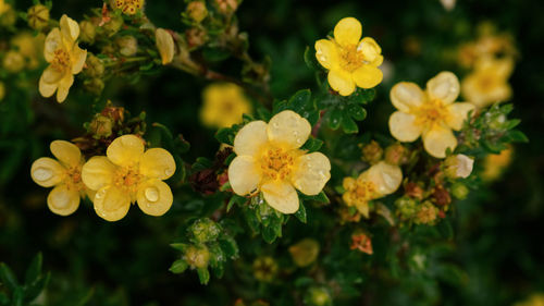 Close-up of yellow flowering plants on field