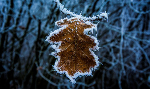 Close-up of frozen tree during winter