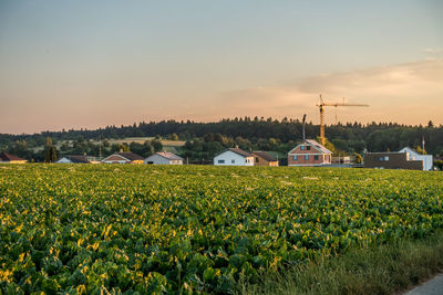 Plants growing on field by houses against sky during sunset