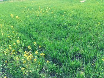 Plants growing on grassy field