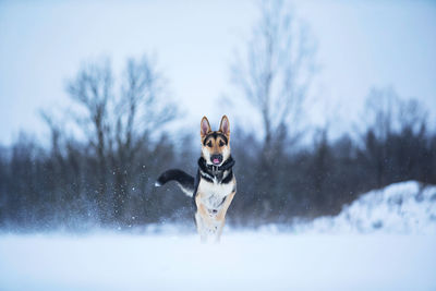 Dog running on snow covered field