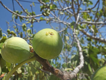 Close-up of fruit growing on tree